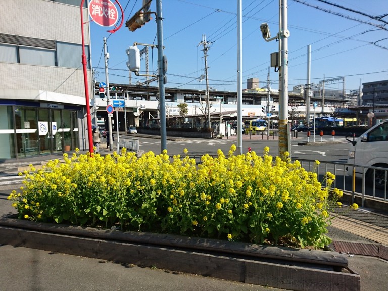八戸ノ里駅前で菜の花が満開。なんと、これは司馬遼太郎の命日「菜の花忌」で周囲を黄色く彩ったものだった！