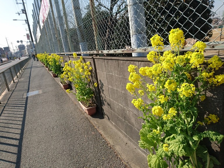 八戸ノ里駅前で菜の花が満開。なんと、これは司馬遼太郎の命日「菜の花忌」で周囲を黄色く彩ったものだった！