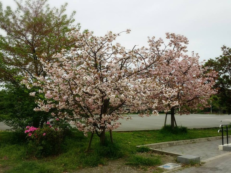 八戸ノ里公園桜２